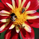 Beautiful flowers and bees  screen for extension Chrome web store in OffiDocs Chromium