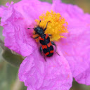 Beautiful Flowers and Insects  screen for extension Chrome web store in OffiDocs Chromium