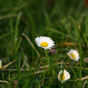 Beautiful Flowers in the Grass  screen for extension Chrome web store in OffiDocs Chromium