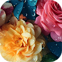 beautiful flowers with water drops  screen for extension Chrome web store in OffiDocs Chromium