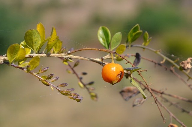 Beautifull Garden Plant 무료 다운로드 - 무료 사진 또는 GIMP 온라인 이미지 편집기로 편집할 사진