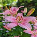 beautiful lily wallpaper  screen for extension Chrome web store in OffiDocs Chromium