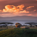 Beautiful lion wallpapers  screen for extension Chrome web store in OffiDocs Chromium