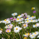 Beautiful little chrysanthemums  screen for extension Chrome web store in OffiDocs Chromium