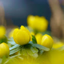 Beautiful little flower buds  screen for extension Chrome web store in OffiDocs Chromium