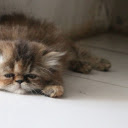 Beautiful little kitten  screen for extension Chrome web store in OffiDocs Chromium