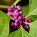 Beautiful little purple fruits  screen for extension Chrome web store in OffiDocs Chromium