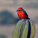 Beautiful little red bird  screen for extension Chrome web store in OffiDocs Chromium