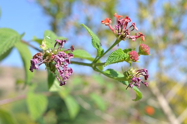 ดาวน์โหลดฟรี Beautifull Voilate Flower - รูปถ่ายหรือรูปภาพฟรีที่จะแก้ไขด้วยโปรแกรมแก้ไขรูปภาพออนไลน์ GIMP