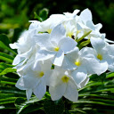 Beautiful moon flower branch  screen for extension Chrome web store in OffiDocs Chromium