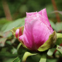 Beautiful national flower  screen for extension Chrome web store in OffiDocs Chromium