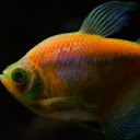 Beautiful ornamental fish  screen for extension Chrome web store in OffiDocs Chromium