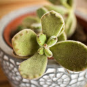beautiful ornamental pots  screen for extension Chrome web store in OffiDocs Chromium