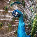 Beautiful peacock  screen for extension Chrome web store in OffiDocs Chromium