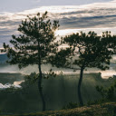 Beautiful Pine Tree At Dawn In Da Lat, Vietnam  screen for extension Chrome web store in OffiDocs Chromium