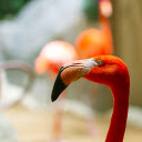 Beautiful Pink Cranes  screen for extension Chrome web store in OffiDocs Chromium