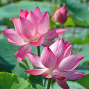 Beautiful pink lotus wallpaper  screen for extension Chrome web store in OffiDocs Chromium