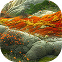 Beautiful plants in natural environment  screen for extension Chrome web store in OffiDocs Chromium