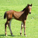 Beautiful Pony  screen for extension Chrome web store in OffiDocs Chromium
