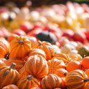 Beautiful pumpkins  screen for extension Chrome web store in OffiDocs Chromium