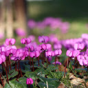 Beautiful Purple Flowers  screen for extension Chrome web store in OffiDocs Chromium