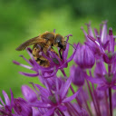 Beautiful purple flowers and bees  screen for extension Chrome web store in OffiDocs Chromium