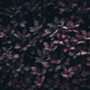 Beautiful purple leaf bush  screen for extension Chrome web store in OffiDocs Chromium