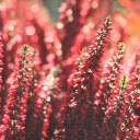 Beautiful red flower garden  screen for extension Chrome web store in OffiDocs Chromium