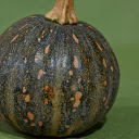 Beautiful round pumpkin  screen for extension Chrome web store in OffiDocs Chromium