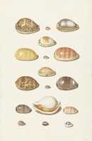Free download Beautiful Seashells Sea Shell by Johann Gustav Hoch (1726 - 1779) free photo or picture to be edited with GIMP online image editor