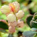 Beautiful, succulent leaves  screen for extension Chrome web store in OffiDocs Chromium