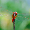 Beautiful thin winged chili dragonfly  screen for extension Chrome web store in OffiDocs Chromium