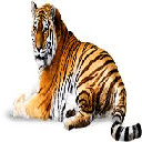 Beautiful Tiger Theme  screen for extension Chrome web store in OffiDocs Chromium