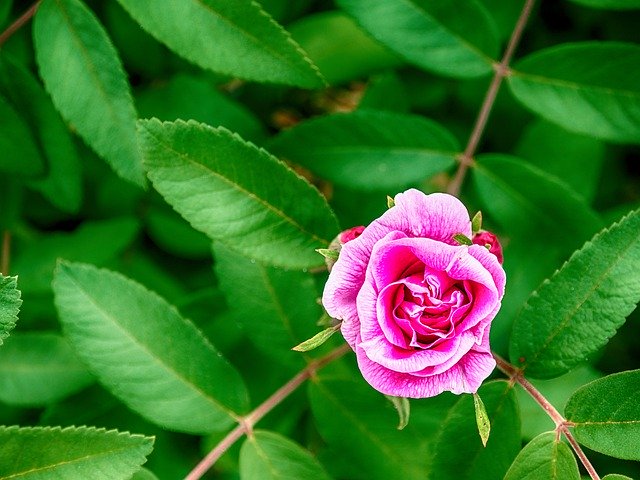 Безкоштовно завантажте Beautiful Wallpaper Rosa - безкоштовну фотографію чи зображення для редагування за допомогою онлайн-редактора зображень GIMP