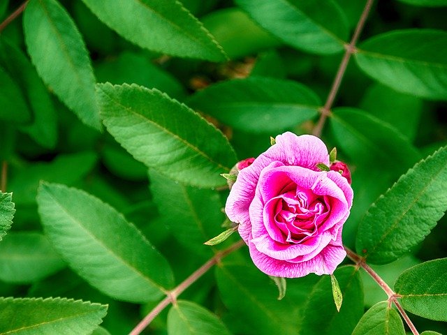 Unduh gratis Wallpaper Cantik Rosa - foto atau gambar gratis untuk diedit dengan editor gambar online GIMP