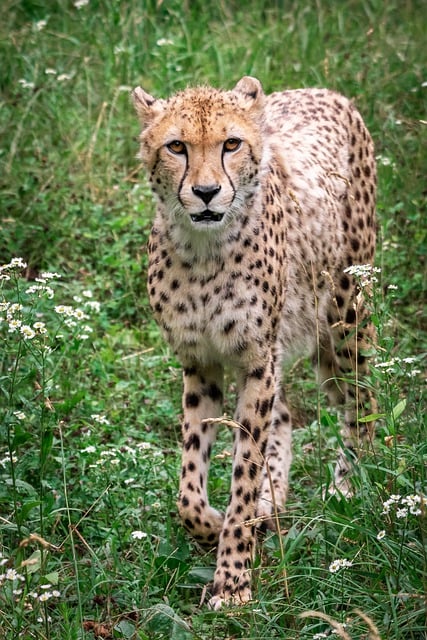 Free download beautiful well animals cheetah free picture to be edited with GIMP free online image editor