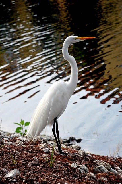 Free download Beautiful White Bird Audubon -  free photo or picture to be edited with GIMP online image editor