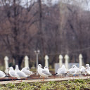 Beautiful white birds  screen for extension Chrome web store in OffiDocs Chromium