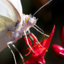 Beautiful white butterfly on red flower  screen for extension Chrome web store in OffiDocs Chromium