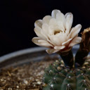 Beautiful white cactus flowers  screen for extension Chrome web store in OffiDocs Chromium