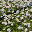 Beautiful white chrysanthemum field  screen for extension Chrome web store in OffiDocs Chromium
