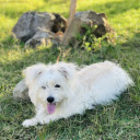 Beautiful white dog  screen for extension Chrome web store in OffiDocs Chromium