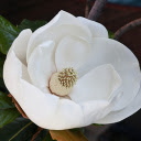 Beautiful white flower  screen for extension Chrome web store in OffiDocs Chromium