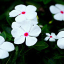 Beautiful white flowers  screen for extension Chrome web store in OffiDocs Chromium