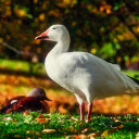 Beautiful white geese  screen for extension Chrome web store in OffiDocs Chromium