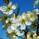 Beautiful white plum blossoms  screen for extension Chrome web store in OffiDocs Chromium