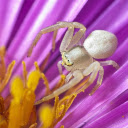 Beautiful white spider  screen for extension Chrome web store in OffiDocs Chromium