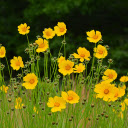 Beautiful Yellow Flower Garden  screen for extension Chrome web store in OffiDocs Chromium