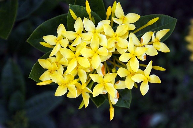 Free picture Beautiful Yellow Flowers -  to be edited by GIMP free image editor by OffiDocs