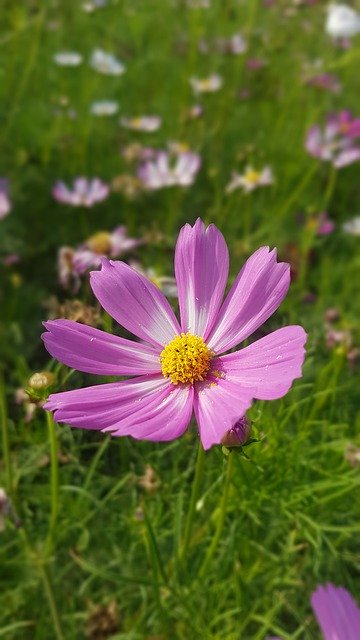 Скачать бесплатно Beauty Flower Color - бесплатную фотографию или картинку для редактирования с помощью онлайн-редактора изображений GIMP